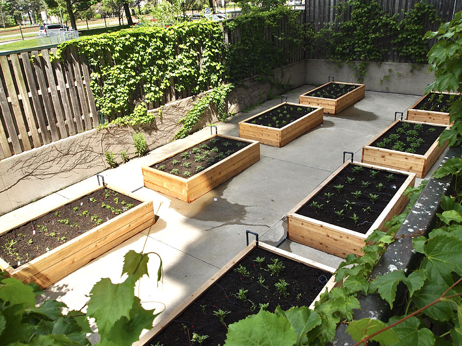 community-vegetable-garden